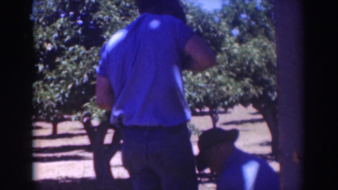 The handheld frame shows a blue-shirted man from behind and a second man crouched low beside orchard trees in bright California sun.