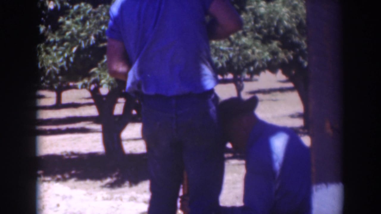 Two men in blue shirts and dark hats appear in a 1937 Sacramento orchard frame, one standing and one crouched near the lower edge.