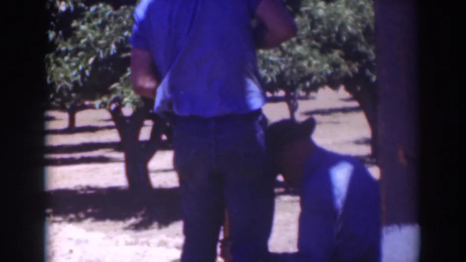Two men in blue shirts and dark hats appear in a 1937 Sacramento orchard frame, one standing and one crouched near the lower edge.