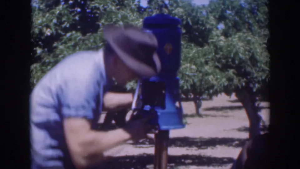 A hat-wearing man leans toward the blue pump mechanism in the Sacramento orchard, with rows of trees behind him.