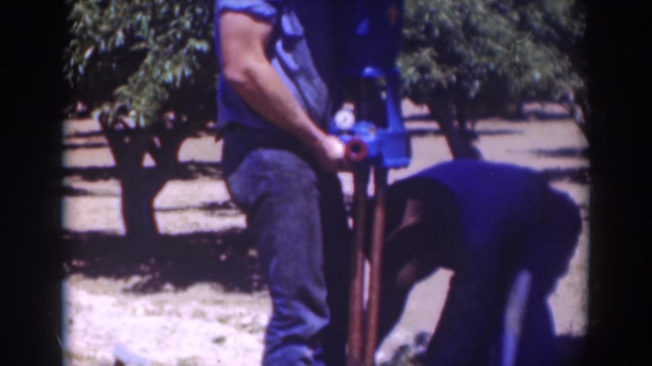 In this Sacramento orchard frame, one man stands with the tall tool while another bends low to assist.