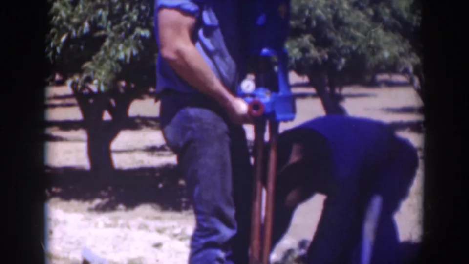 In this Sacramento orchard frame, one man stands with the tall tool while another bends low to assist.
