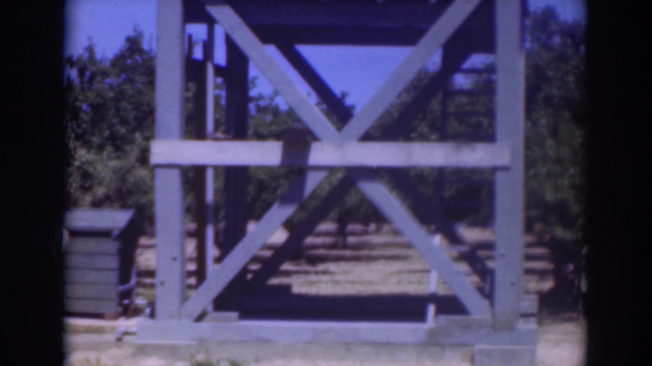 1937 Sacramento frame of a sunlit wooden tower structure, with diagonal bracing, interior steps, trees, and open ground.
