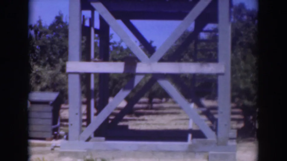1937 Sacramento frame of a sunlit wooden tower structure, with diagonal bracing, interior steps, trees, and open ground.