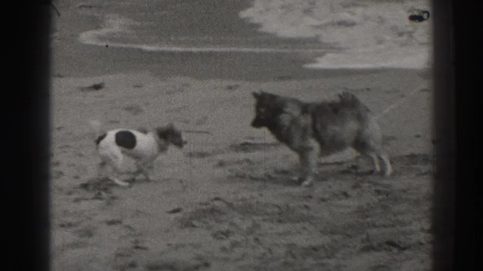 Two loose dogs stand and sniff on a Santa Cruz beach, with surf and scattered drift visible behind them.