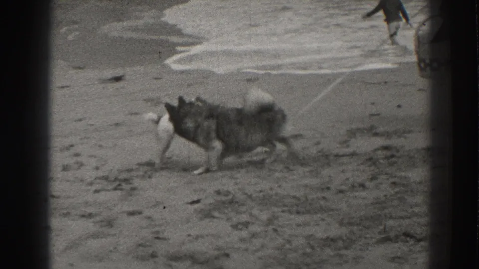 On the Santa Cruz beach, the larger dog moves toward the smaller dog while water breaks in the background.