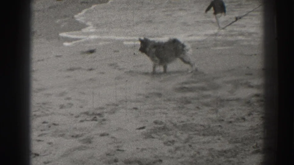 A larger shaggy dog crosses the Santa Cruz shoreline while another dog is partly visible near the surf behind it.