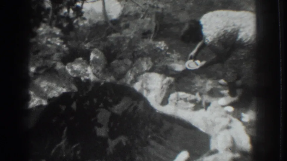 1937 Vacaville home-movie frame showing a person gathering water from a rocky stream in bright outdoor light.