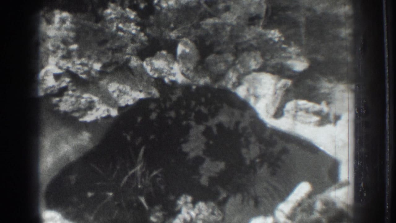 Ripples on a small pond bordered by rocks and foliage.