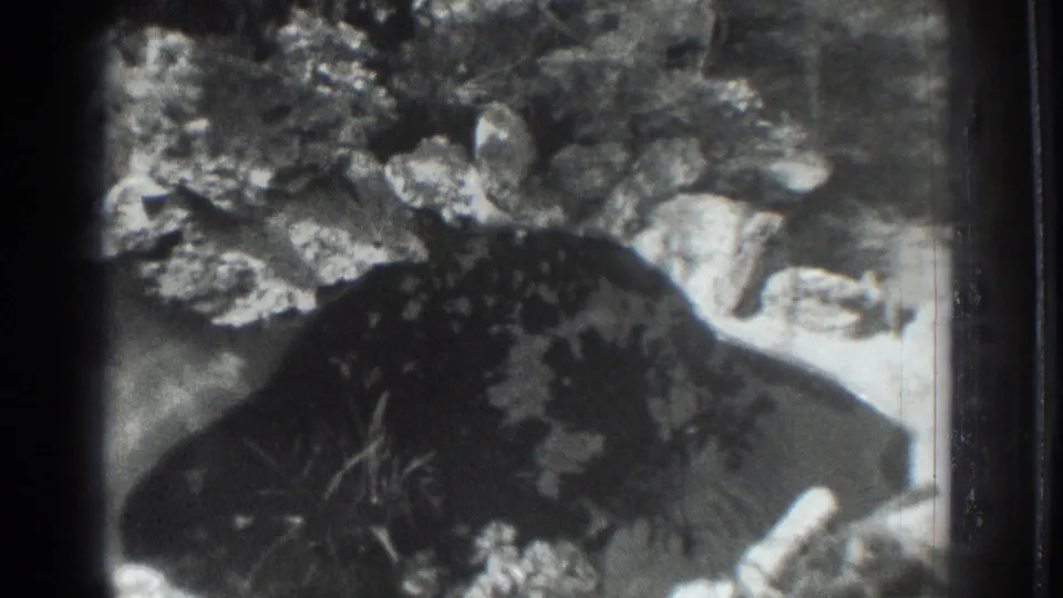 1937 Vacaville home-movie frame showing rippled pond water surrounded by rocks and leafy plants.