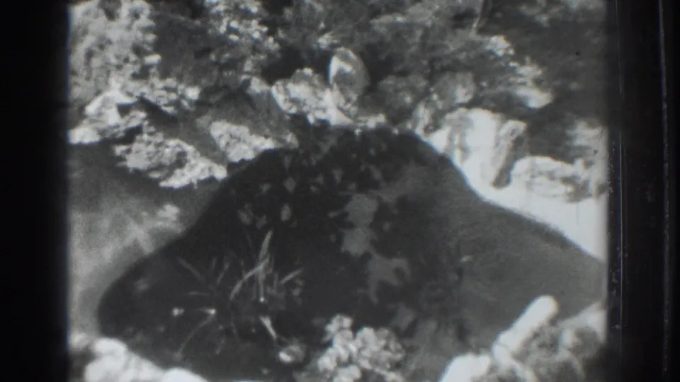 1937 8mm home-movie view of a quiet pond edge, with ripples, rocks, and surrounding garden foliage.