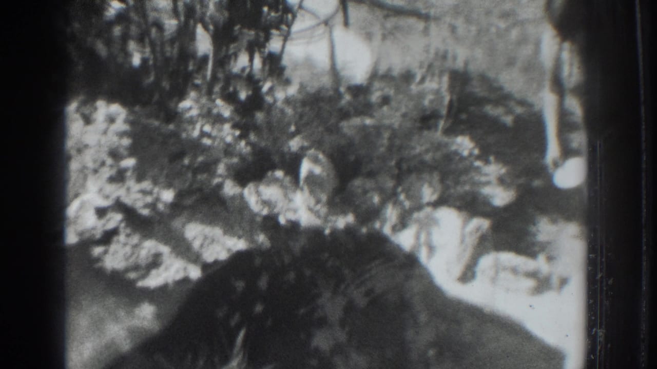 Woman partly obscured by foliage bends near the ground in a sunny yard.