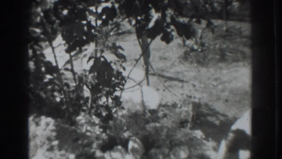 A 1937 Vacaville yard scene shows tree branches, patchy ground, and a partly visible person near the bottom edge.