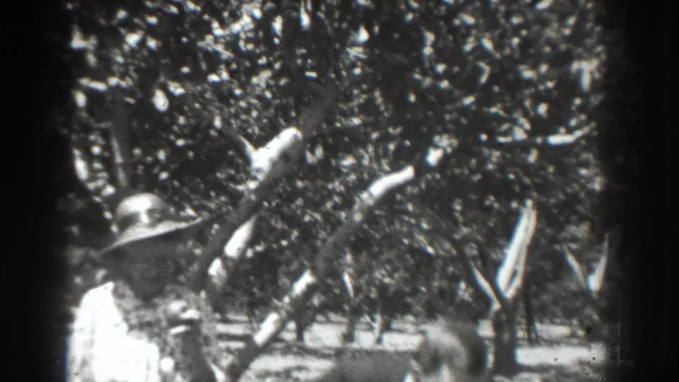 The Vacaville home movie shows the woman in white under a leafy canopy, with orchard trunks and bright ground beyond.