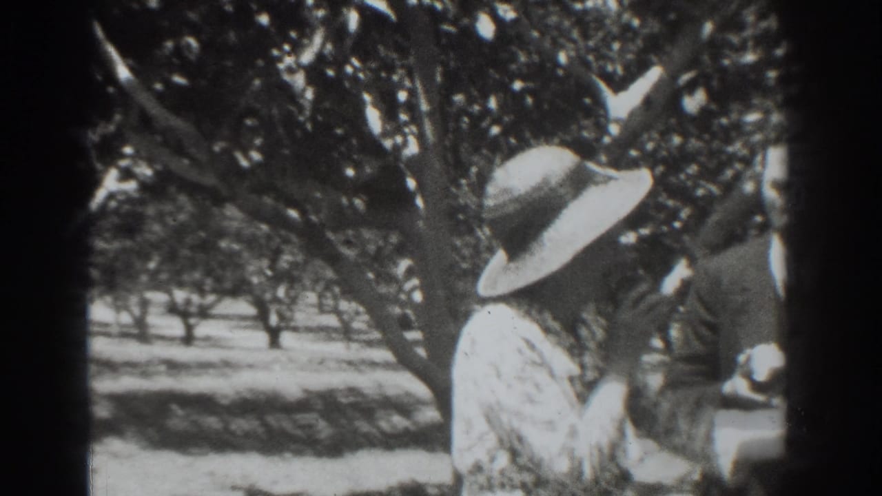 Woman in a wide-brimmed hat stands beside a man under orchard trees.