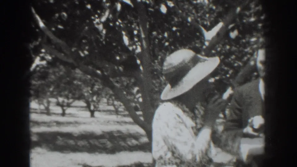 In 1937 Vacaville orchard footage, a woman in a light dress and wide-brimmed hat faces a suited man beneath leafy trees.