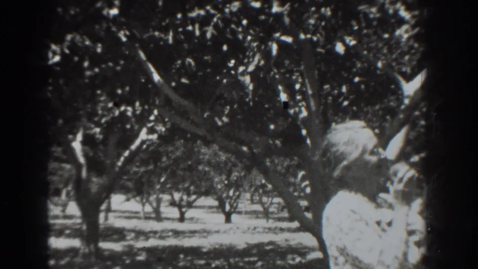 The woman and suited man appear at the edge of the 1937 Vacaville orchard frame, partly obscured by branches and bright sun.