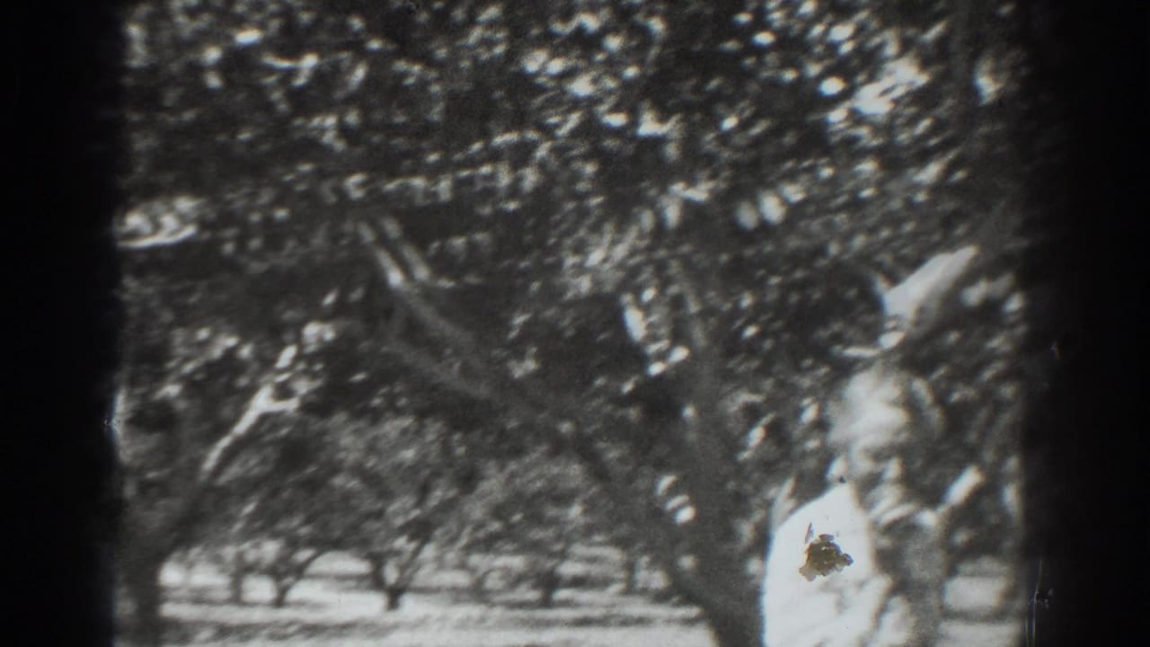 Two people stand beneath orchard trees, with one figure partly obscured by branches and film gate edges.