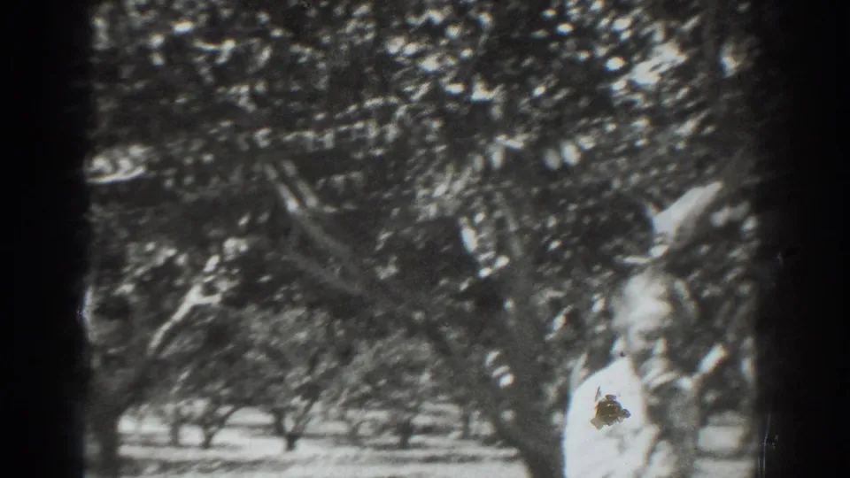 1937 Vacaville home-movie frame showing family members under leafy orchard trees, one partly hidden by branches and soft 8mm exposure.