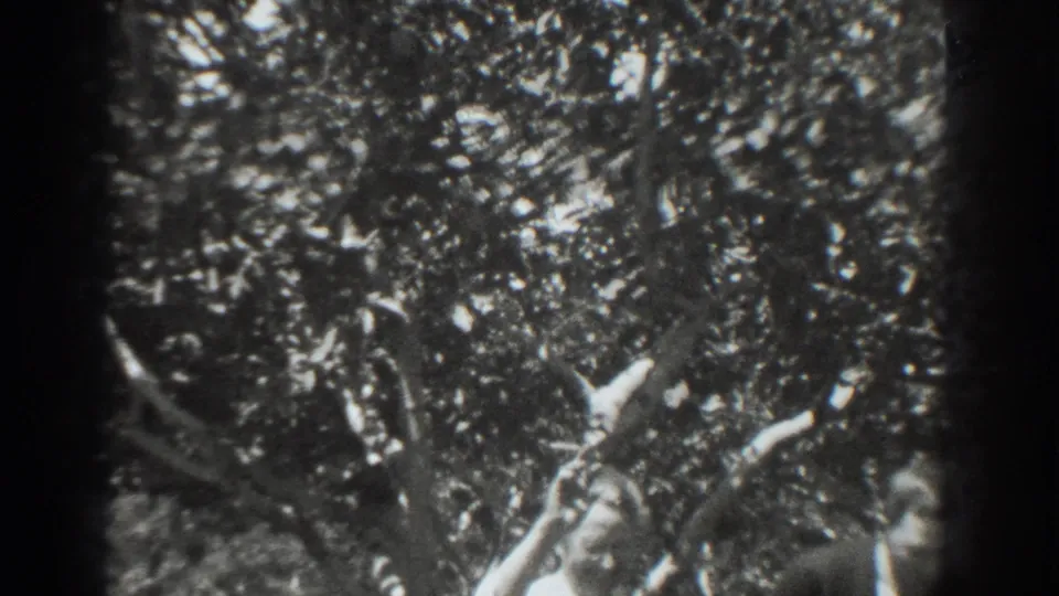A 1937 Vacaville orchard frame shows a person at the edge of the shot beside dense leaves and branches in high-contrast 8mm light.