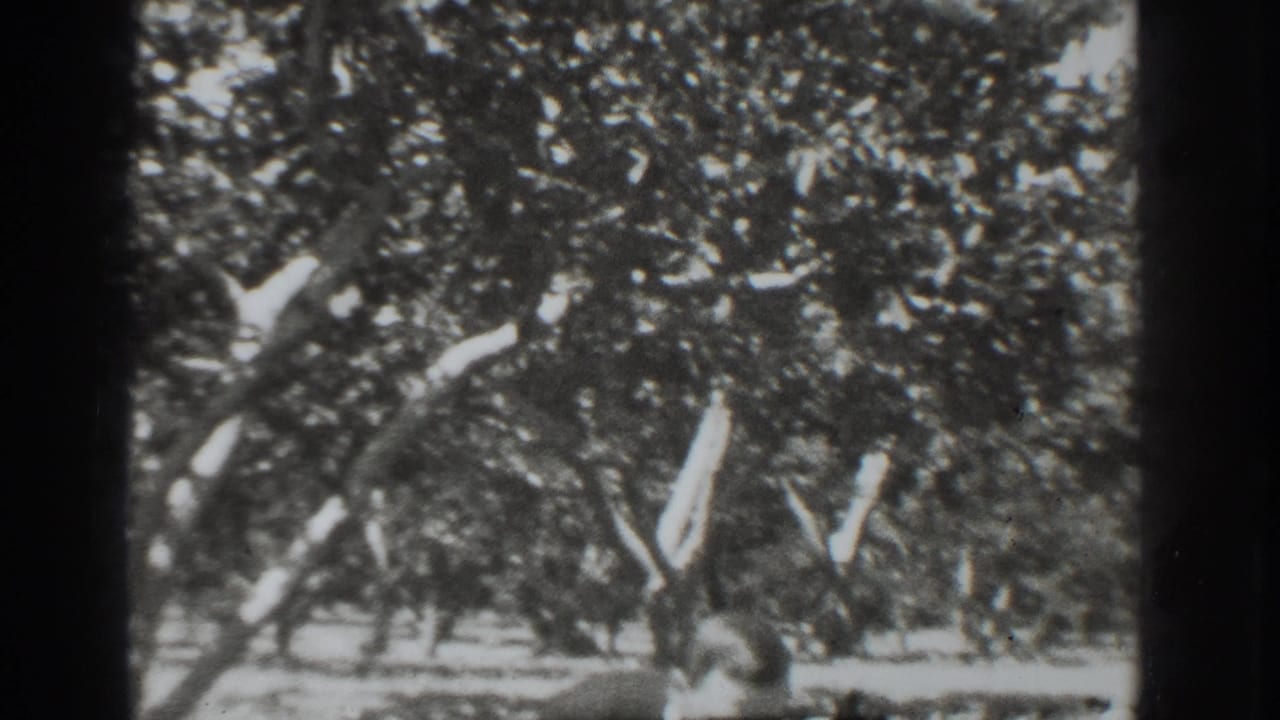 Leafy orchard rows with sunlit trunks and dark 8mm frame edges.
