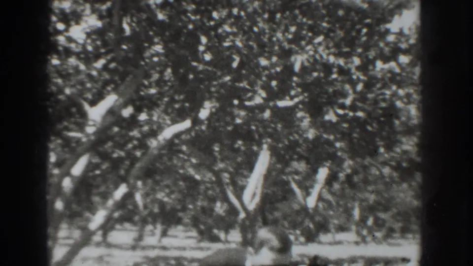 Black-and-white 1937 Vacaville home-movie frame showing rows of leafy orchard trees with bright ground between trunks.