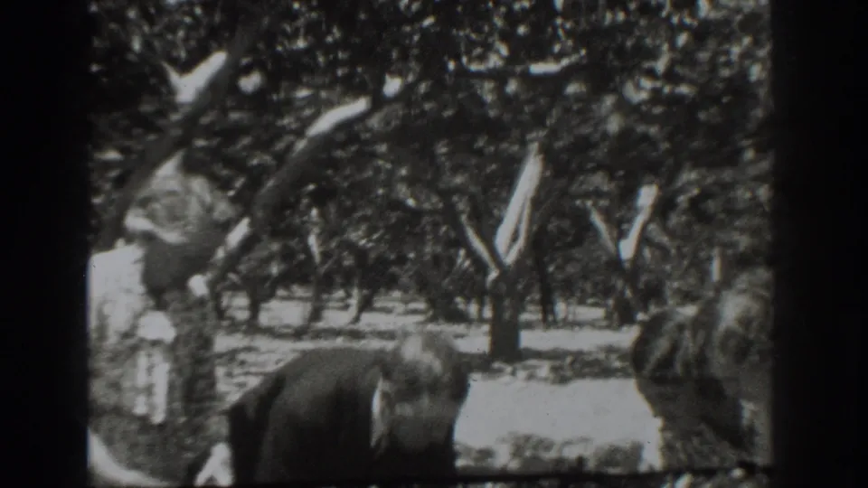 In a 1937 Vacaville orchard, adults in period clothing work among rows of trees, with one figure bent toward the ground.
