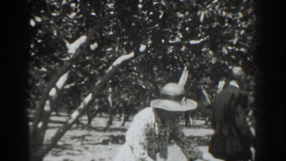 The home-movie view follows a woman in a hat and a suited man walking under Vacaville orchard trees.