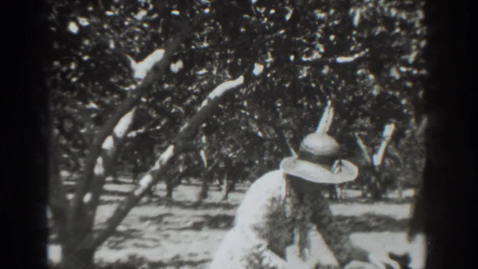 In 1937 Vacaville, California footage, a woman in a broad hat bends or works among orchard rows with another figure partly visible.