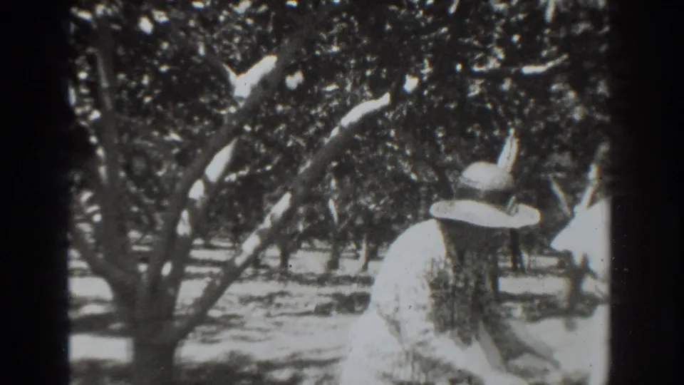 A woman in period work clothing and a broad hat appears to sort or arrange produce in a Vacaville orchard.