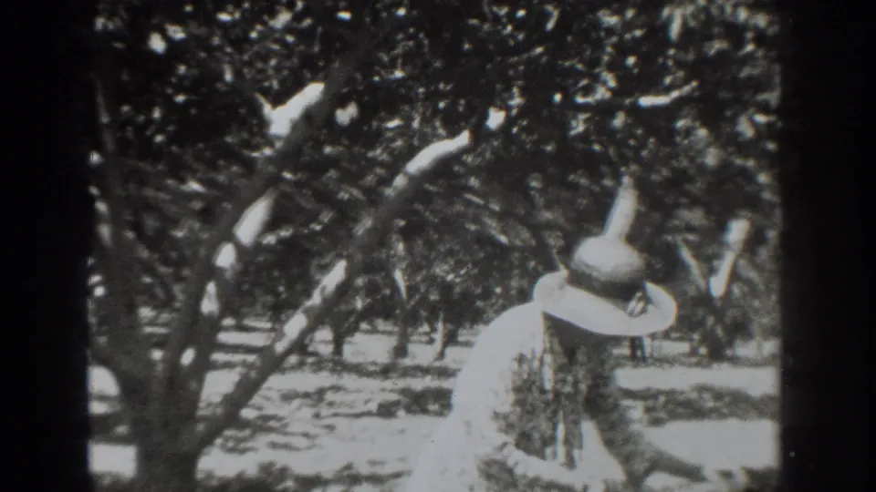 The 8mm frame shows two women working close to the ground beneath leafy trees in the Vacaville orchard setting.