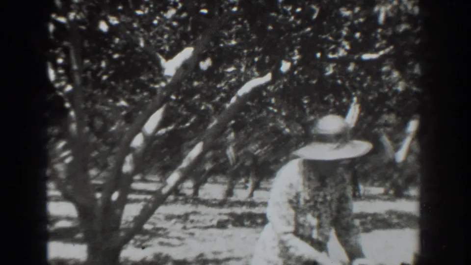 A woman in a broad hat and light clothing works near the edge of the frame among Vacaville orchard trees.