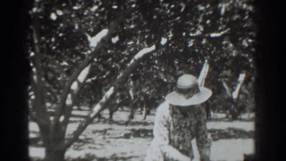 In 1937 Vacaville home-movie footage, a woman in a wide-brimmed hat and patterned dress appears among leafy orchard rows.