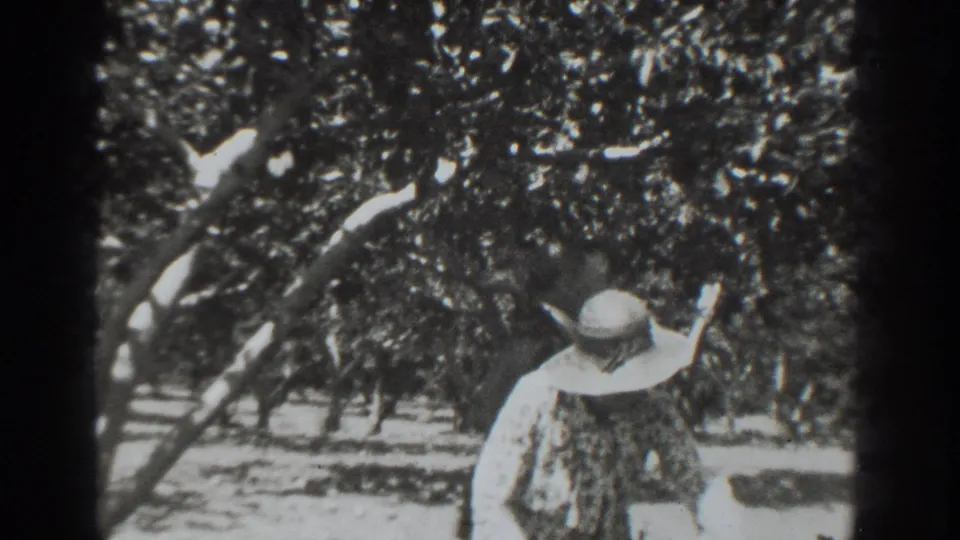 In 1937 Vacaville home-movie footage, a woman in a wide-brimmed hat moves through rows of orchard trees in bright sunlight.