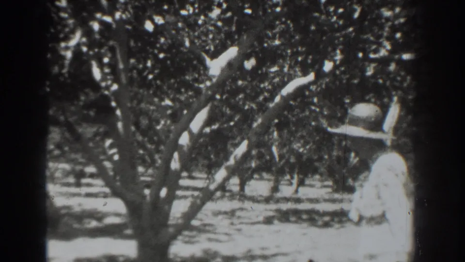 In the orchard, the woman stands near the right edge of the 1937 Vacaville frame with one hand lifted close to her hat.