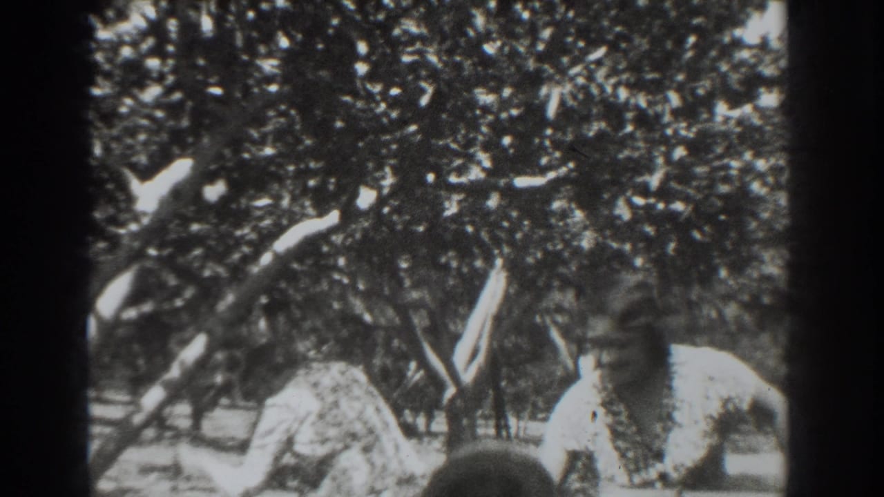 Person partly visible among dense orchard trees in a high-contrast 8mm frame.