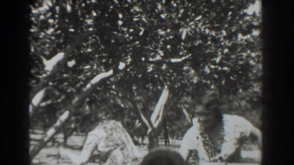 1937 Vacaville orchard scene with a partly obscured worker standing among leafy fruit trees and sunlit ground.