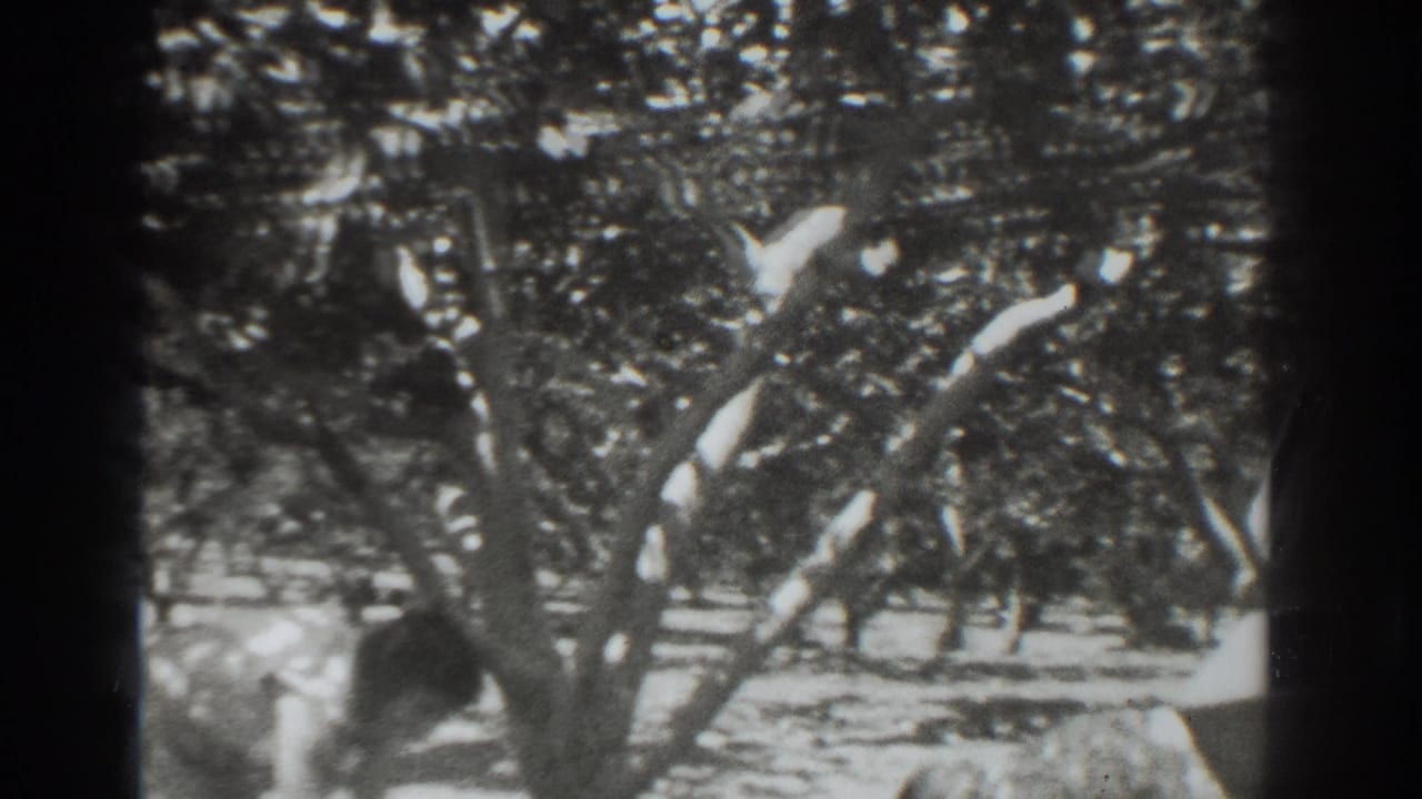 Orchard trees fill the frame with a person faintly visible near the center.