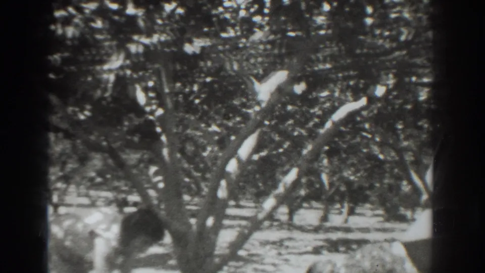 1937 Vacaville orchard view showing dense foliage, tree trunks, and a faint worker figure partly hidden by branches.