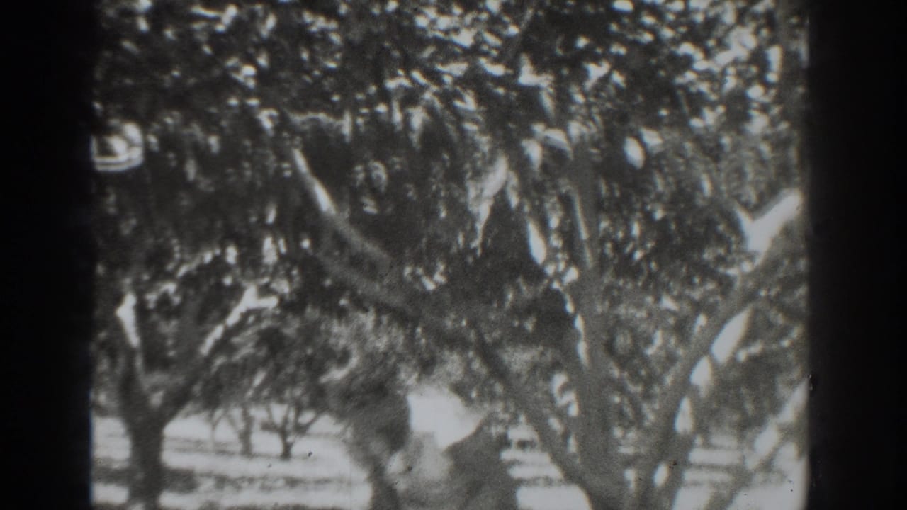 Home-movie frame from the 1937 Vacaville orchard clip, with a blurred worker partly covered by foliage and tree limbs.