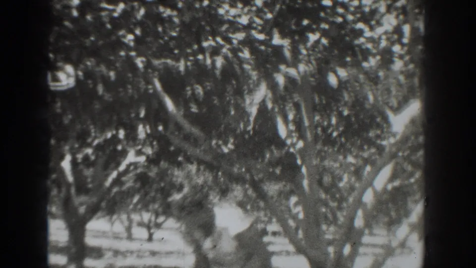 Home-movie frame from the 1937 Vacaville orchard clip, with a blurred worker partly covered by foliage and tree limbs.