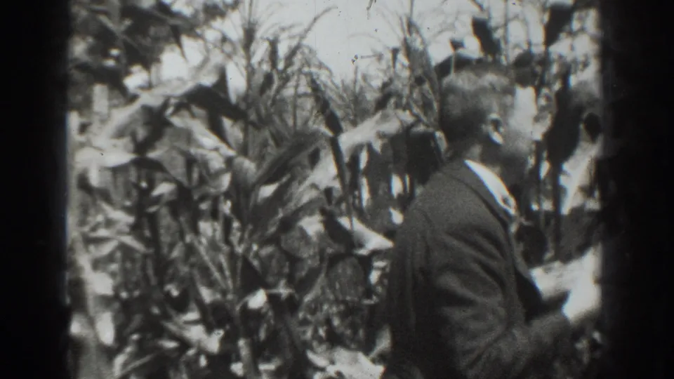 In 1937 Vacaville home-movie footage, a suited man stands within tall corn or leafy produce rows.
