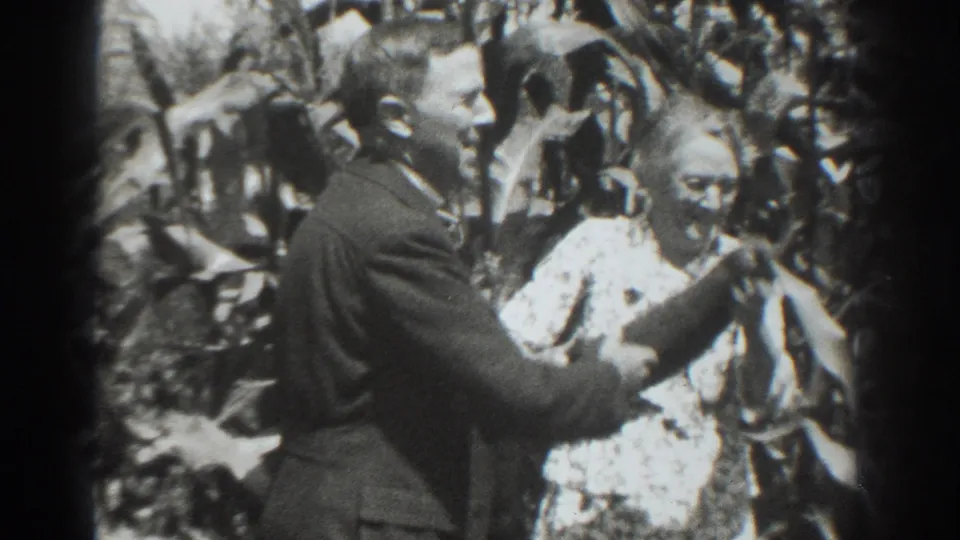 A suited man in the Vacaville crop rows reaches toward a partially visible person surrounded by tall vegetation.