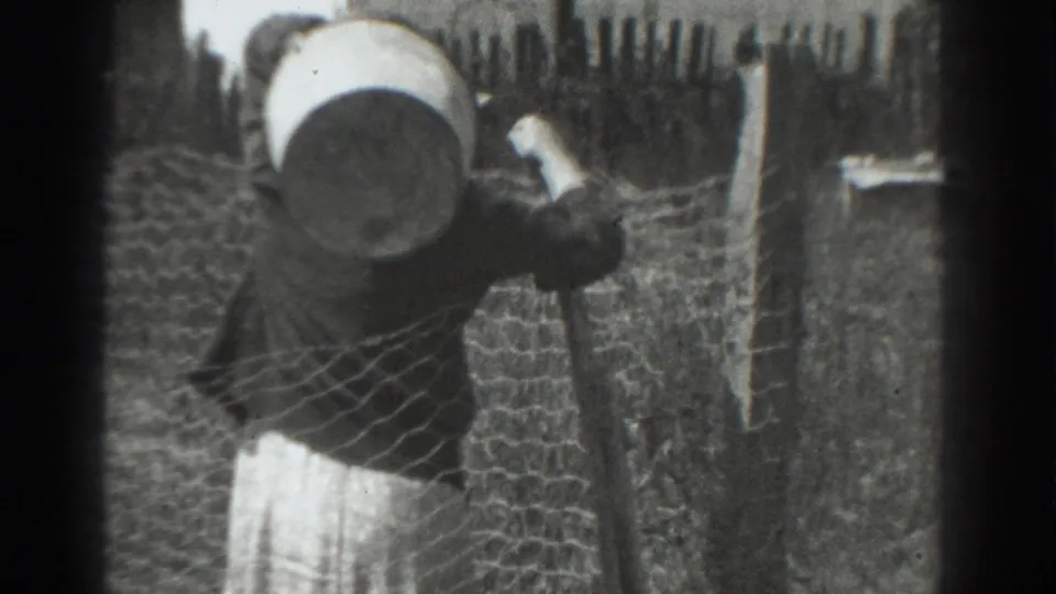 The woman moves with a large metal bucket beside chicken wire fencing at the Vacaville homestead setting.