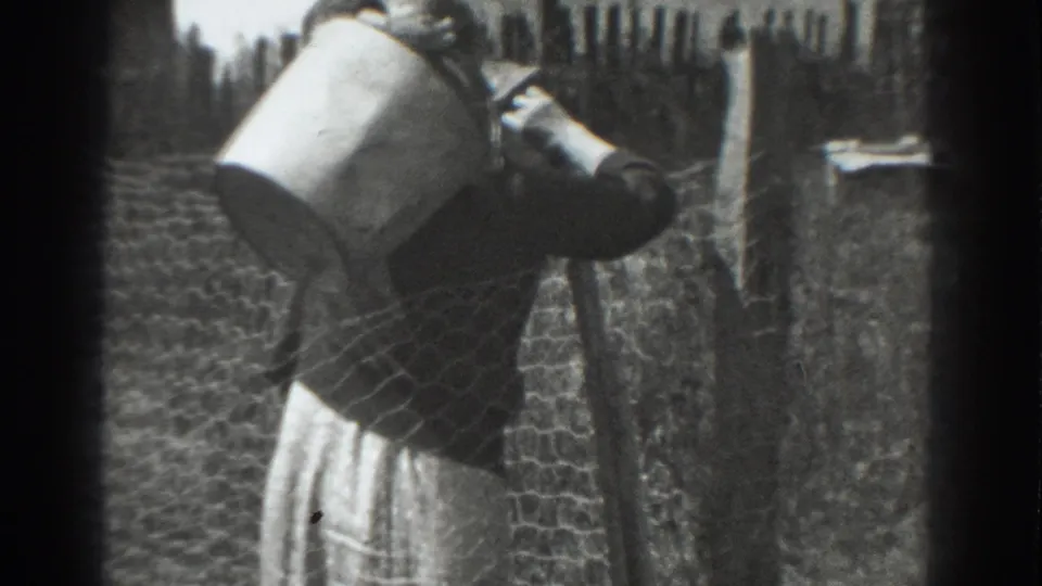 A woman in rural work clothes holds a metal bucket close to the chicken wire fence in the 1937 Vacaville scene.