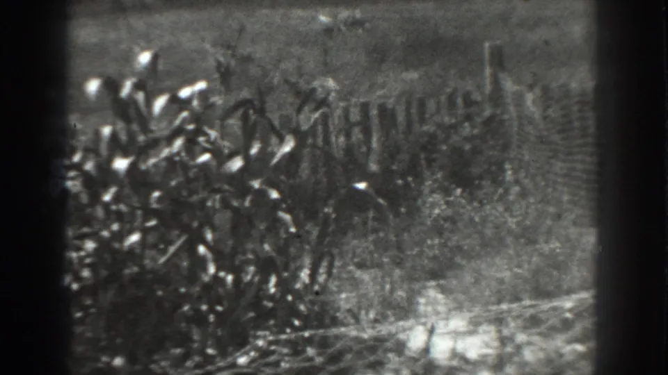 Tall field plants and wire fencing appear in soft black-and-white 8mm footage from the Vacaville rural scene.