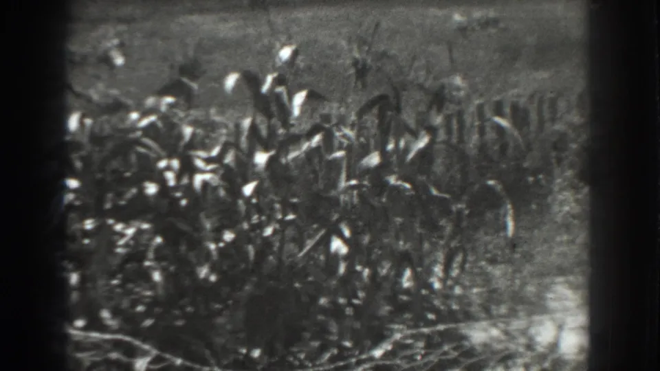 The Vacaville field scene shows dense corn-like plants, wire fencing, and uneven ground in grainy 8mm footage.
