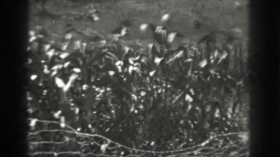 A soft 1937 8mm frame shows tall field plants, fence posts, and wire fencing in rural Vacaville.