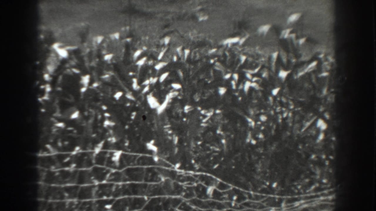 Tall crop plants behind a wire fence in grainy black-and-white film.