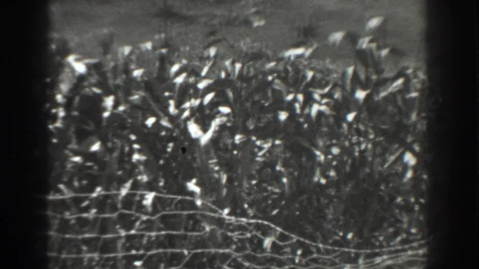 A wire fence and dense crop growth appear in a 1937 Vacaville, California 8mm home-movie frame.